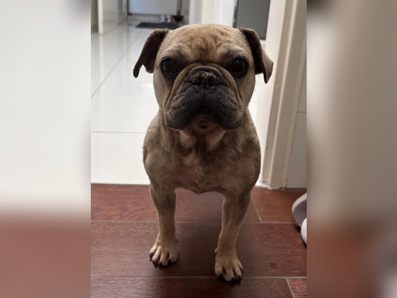 Kitty junge freundliche franz. Bulldoggen Hündin geb. 01.07.2023