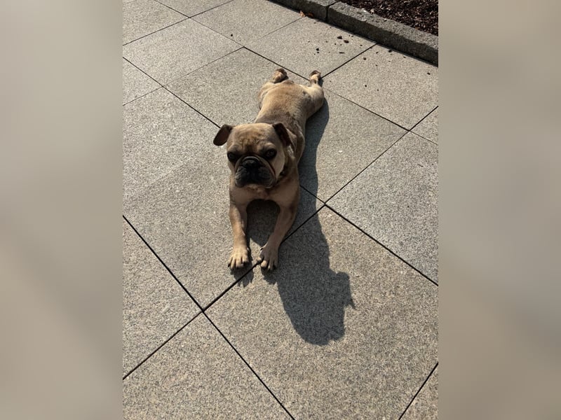 Kitty junge freundliche franz. Bulldoggen Hündin geb. 01.07.2023