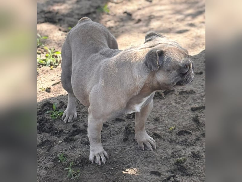 Lucky, fröhliche Französische Bulldogge geb. 01/2021