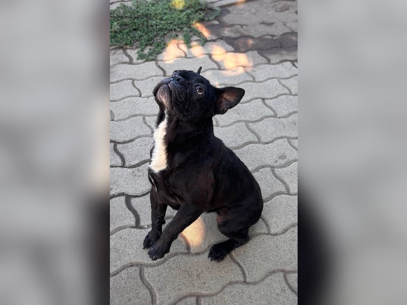 Ellen, liebe Französische Bulldoggen Hündin geb. 02/2023
