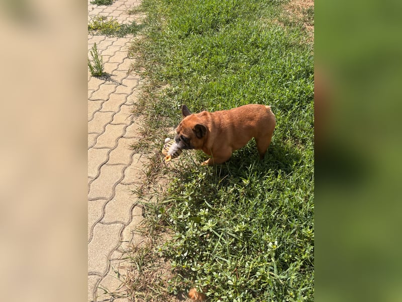 Valco, freundliche Französische Bulldogge geb. 06/2018