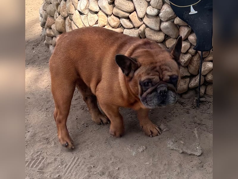 Valco, freundliche Französische Bulldogge geb. 06/2018