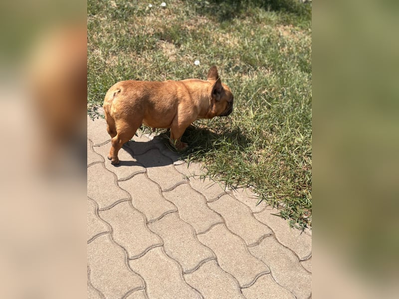 Nala liebe freundliche Hündin