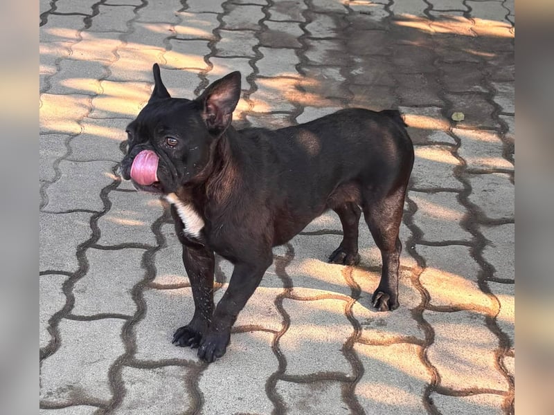 Ellen, liebe Französische Bulldoggen Hündin geb. 02/2023