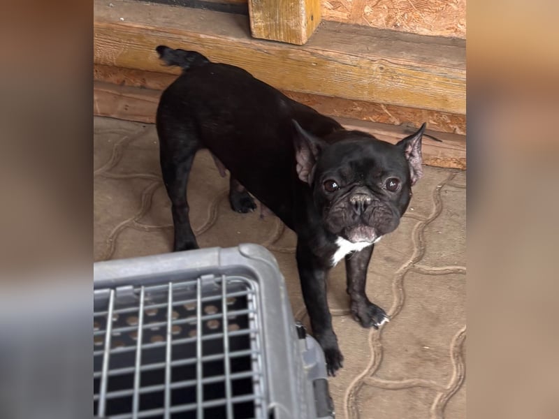 Luna junge freundliche franz. Bulldoggen Hündin