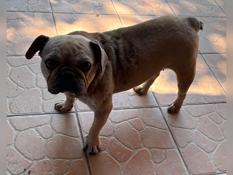 Kitty junge freundliche franz. Bulldoggen Hündin geb. 01.07.2023