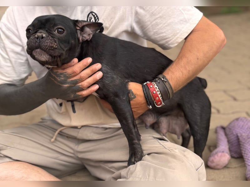 Luna junge freundliche franz. Bulldoggen Hündin