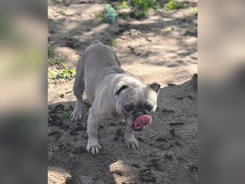 Lucky, fröhliche Französische Bulldogge geb. 01/2021