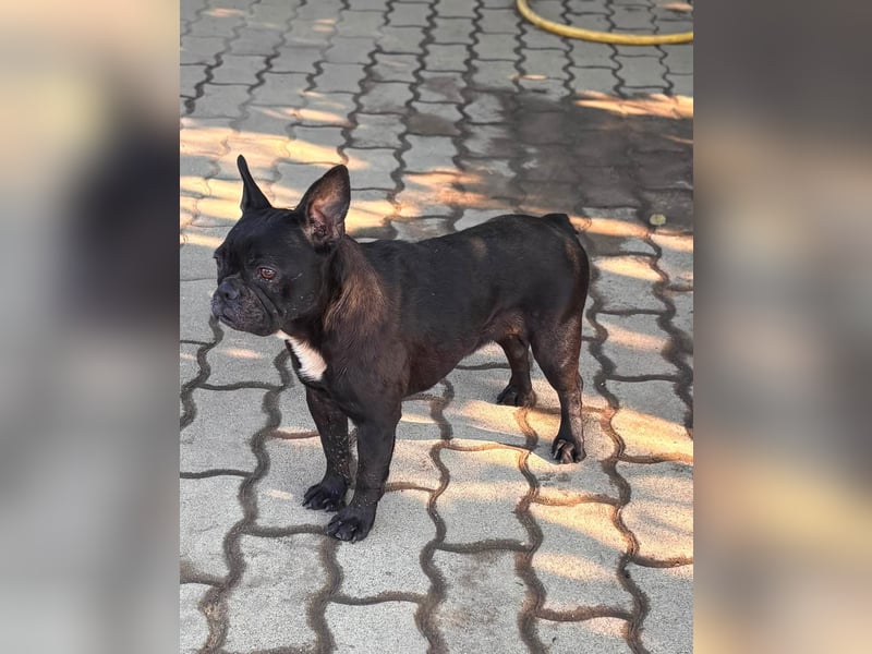 Ellen, liebe Französische Bulldoggen Hündin geb. 02/2023