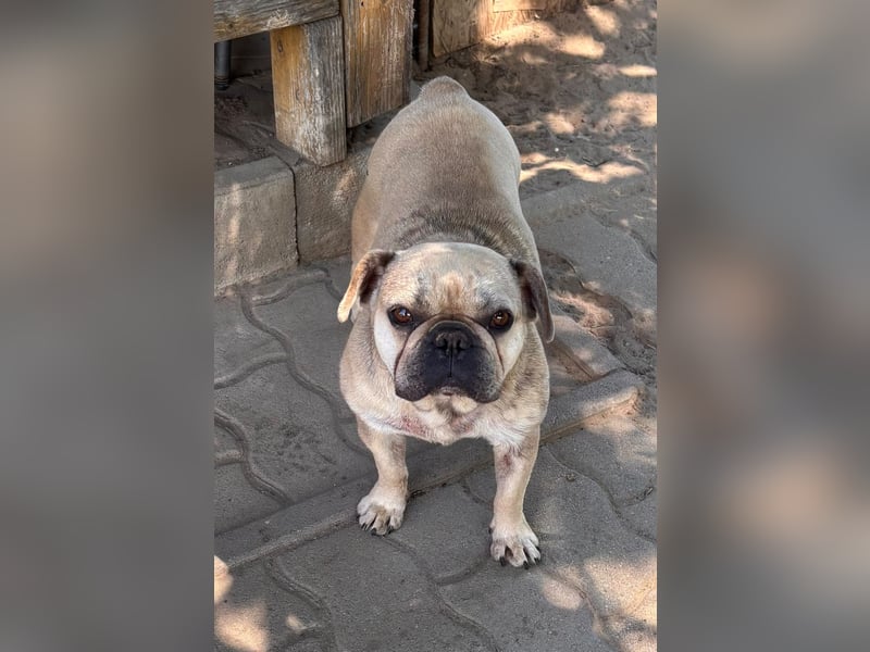 Kitty junge freundliche franz. Bulldoggen Hündin geb. 01.07.2023