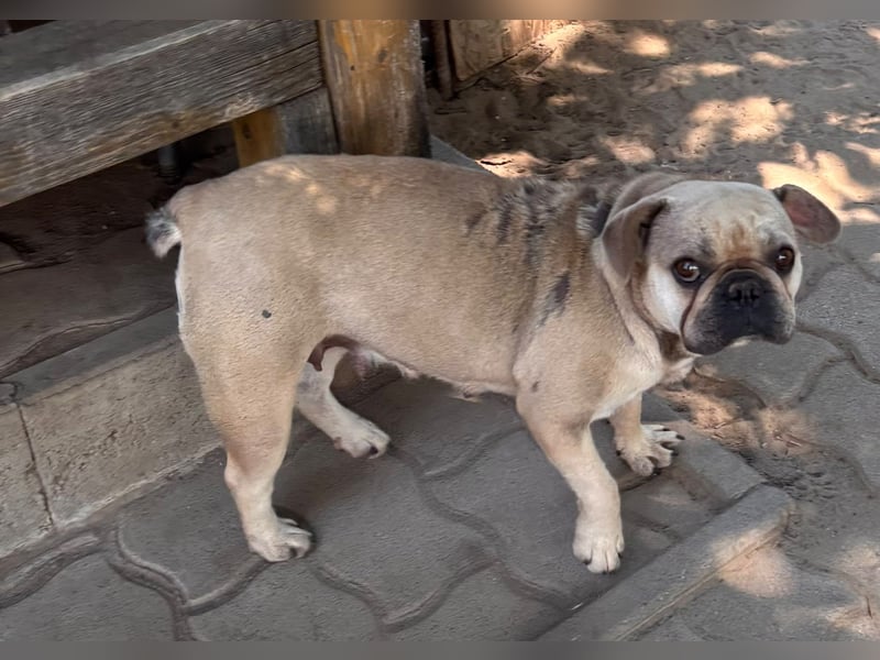 Kitty junge freundliche franz. Bulldoggen Hündin geb. 01.07.2023