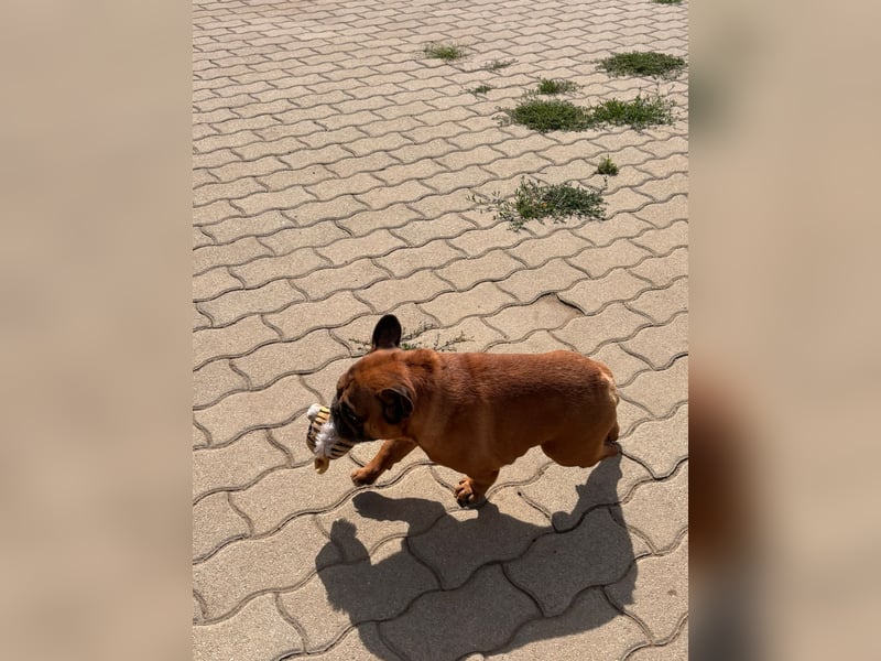 Valco, freundliche Französische Bulldogge geb. 06/2018