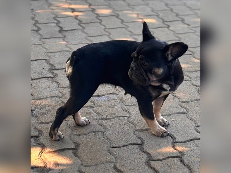Eileen, liebe Französische Bulldoggen Hündin geb. 08/2022