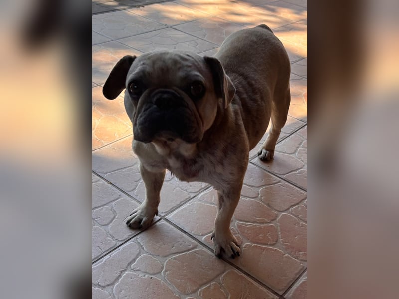 Kitty junge freundliche franz. Bulldoggen Hündin geb. 01.07.2023