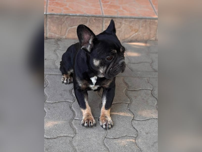 Eileen, liebe Französische Bulldoggen Hündin geb. 08/2022