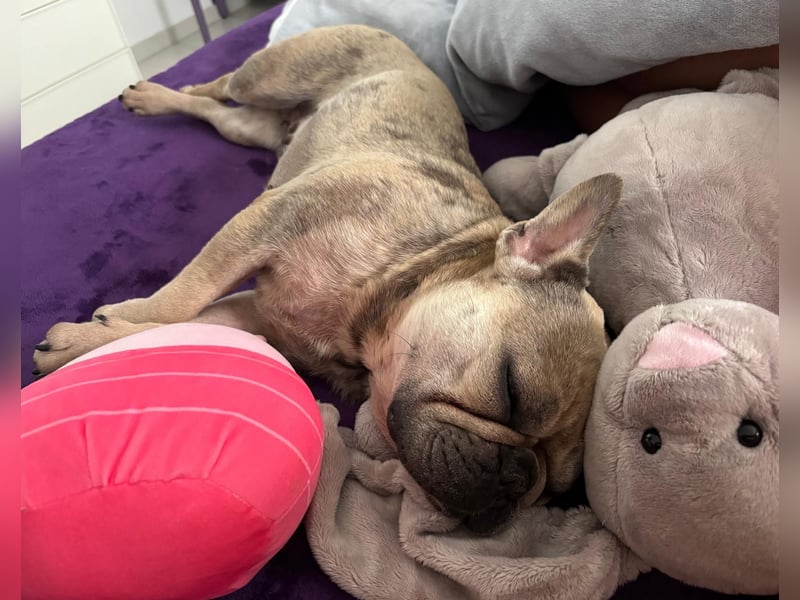 Kitty junge freundliche franz. Bulldoggen Hündin geb. 01.07.2023