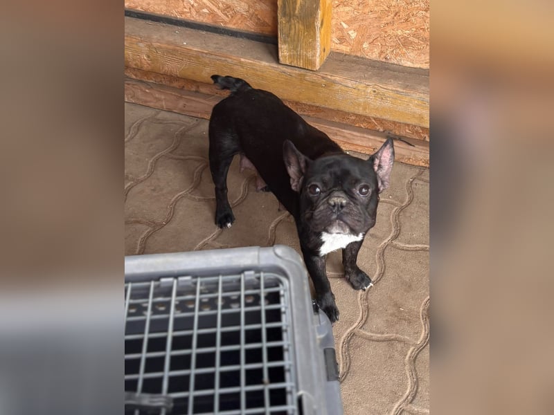 Luna junge freundliche franz. Bulldoggen Hündin