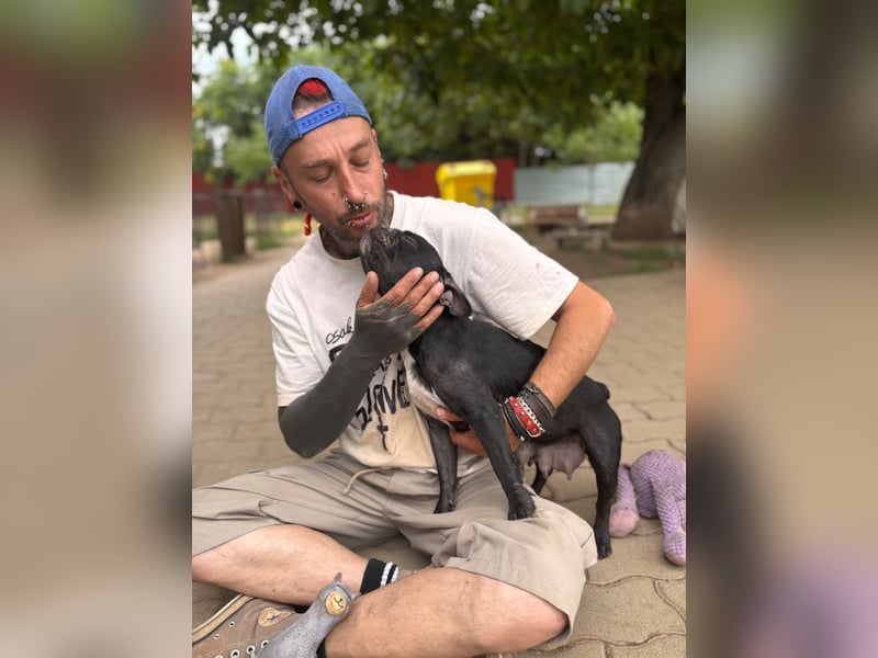 Luna junge freundliche franz. Bulldoggen Hündin