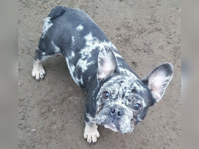 HEKTOR - unser Bulli Bub im Flegelalter