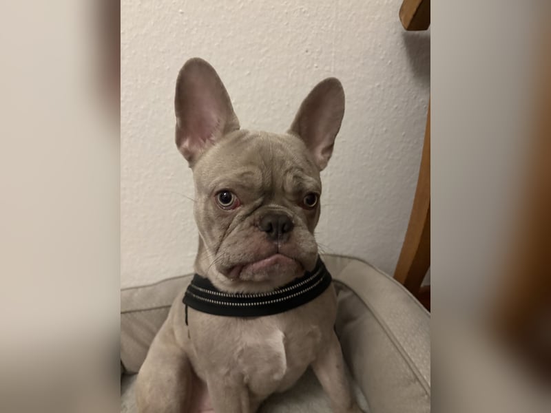 Französische Bulldogge (Rüde, 1 Jahr) sucht liebevolles Zuhause