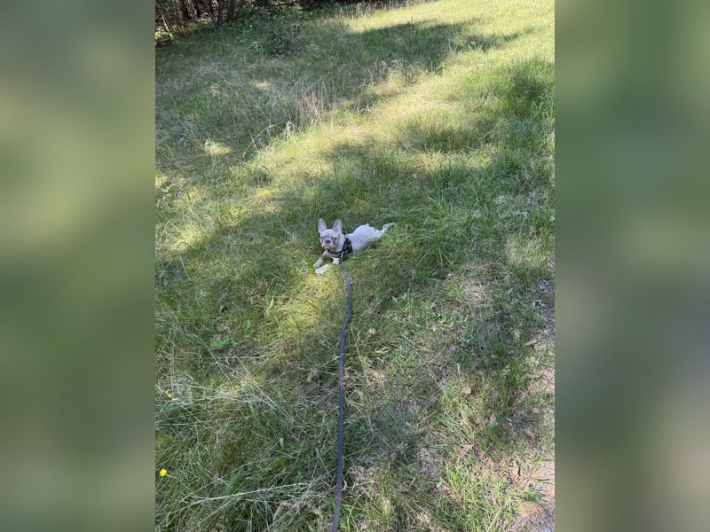 Französische Bulldogge (Rüde, 1 Jahr) sucht liebevolles Zuhause