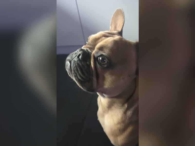 Französische Bulldogge