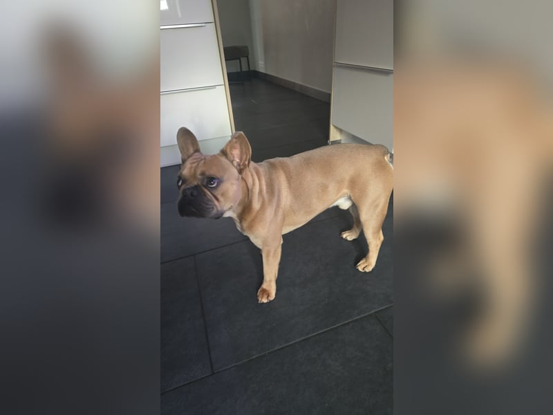 Französische Bulldogge