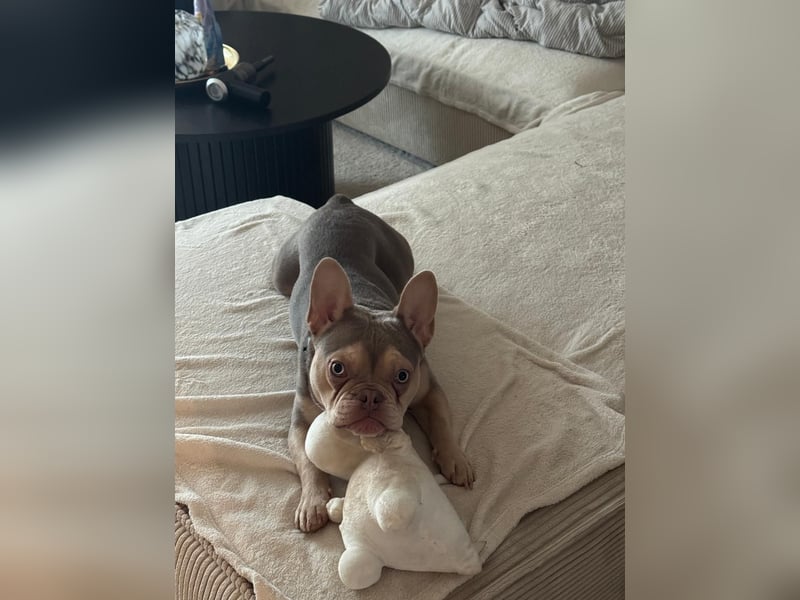Wunderschöner Französischer Bulldoggen Junge „Isabella Tan“ – 1 Jahr