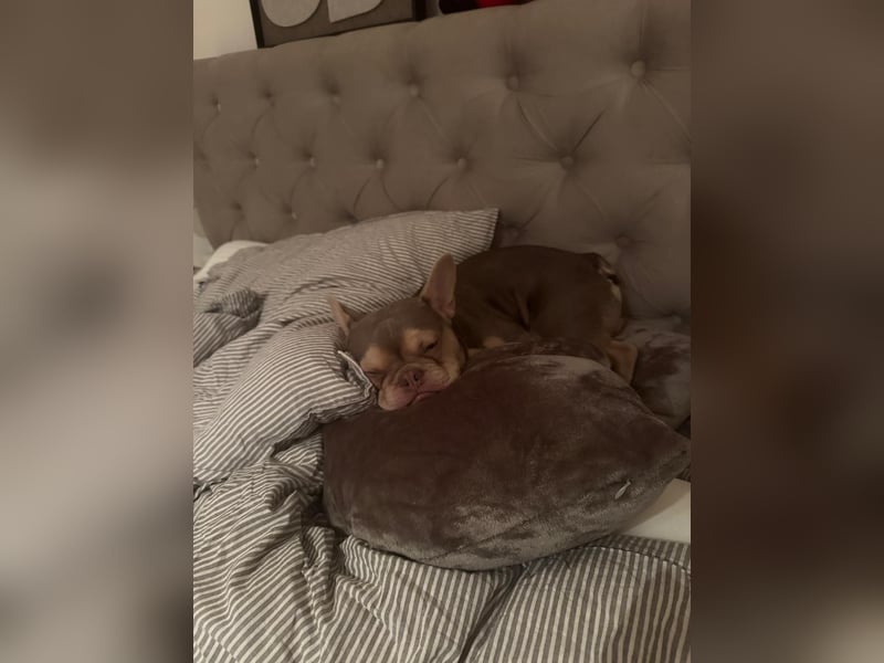 Wunderschöner Französischer Bulldoggen Junge „Isabella Tan“ – 1 Jahr