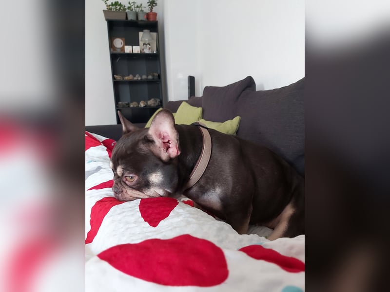 Emmi sucht ein neues Zuhause