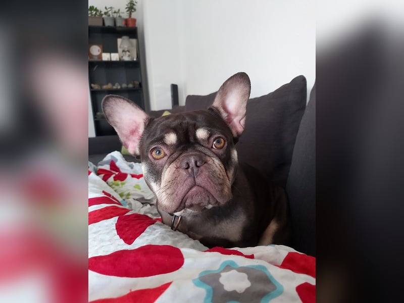 Emmi sucht ein neues Zuhause