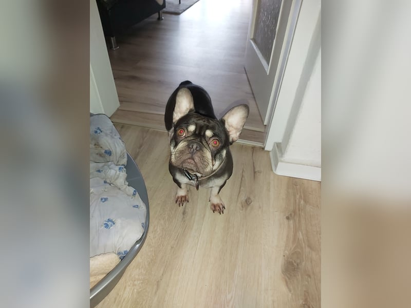 Emmi sucht ein neues Zuhause