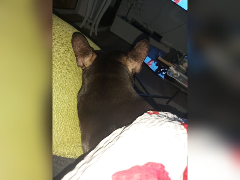 Emmi sucht ein neues Zuhause