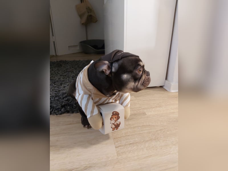 Emmi sucht ein neues Zuhause