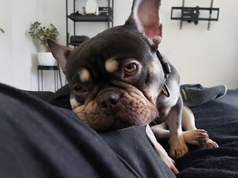 Emmi sucht ein neues Zuhause