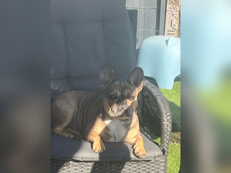 Französische Bulldogge Hündin