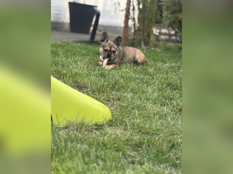 Französische Bulldogge Hündin