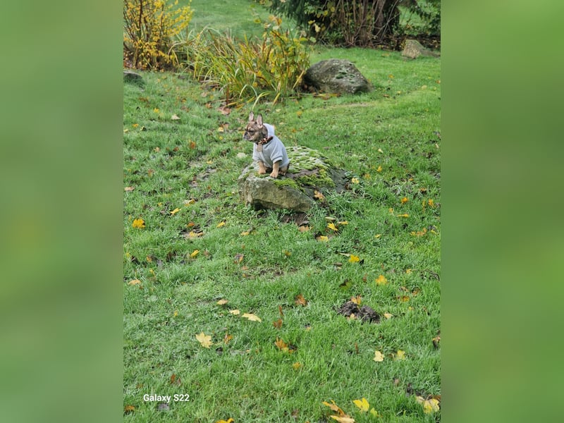 Französische Bulldogge Hündin