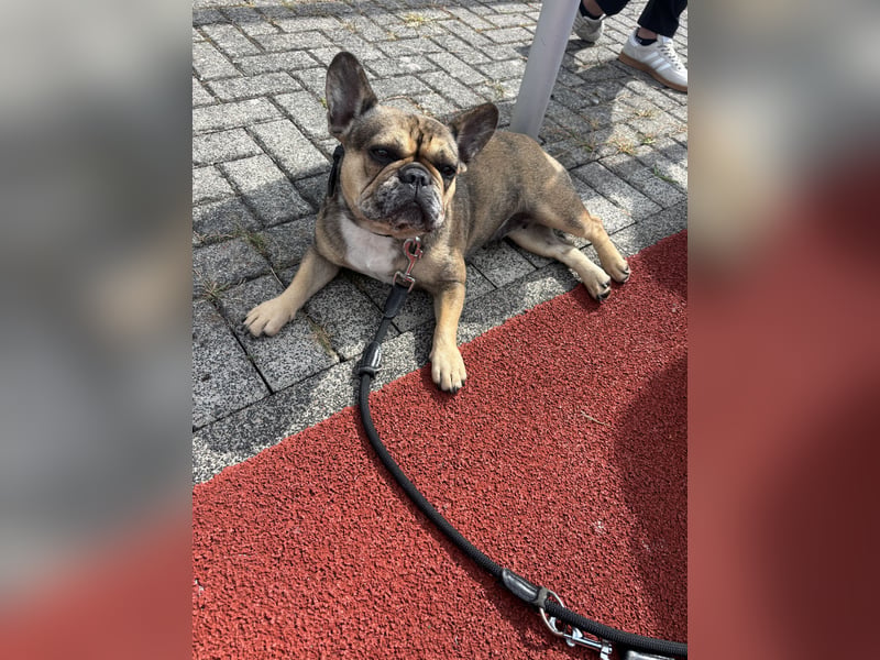 Französische Bulldogge Hündin