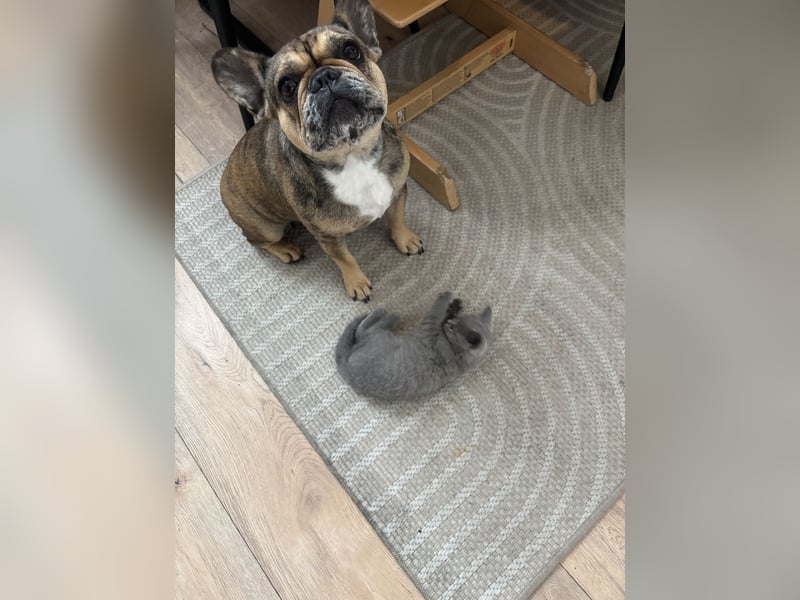 Französische Bulldogge Hündin