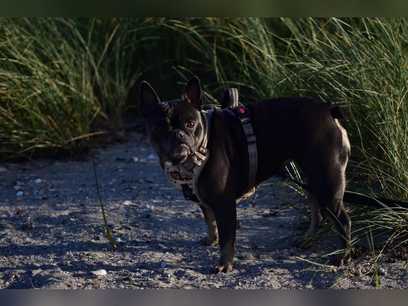 Französische Bulldogge