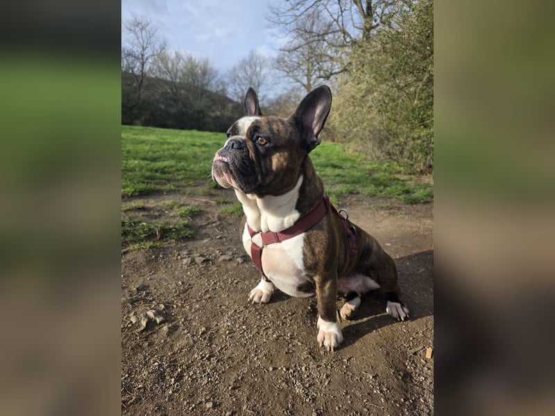 Franz. / Old Englisch Bulldogge