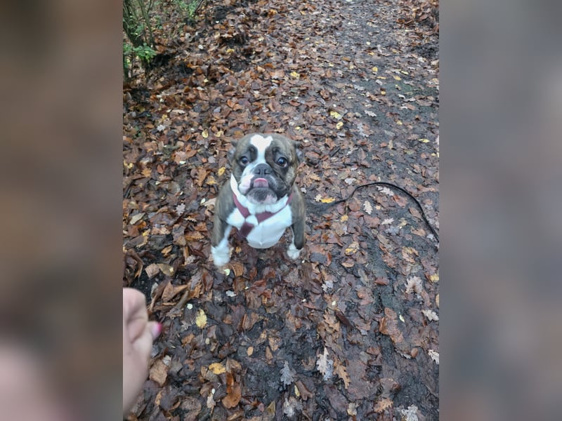 Franz. / Old Englisch Bulldogge