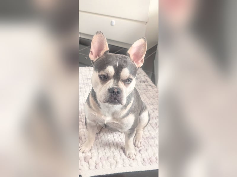 Alaska Frusky 14 Monate alt