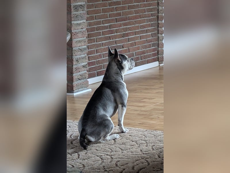 Alaska Frusky 14 Monate alt