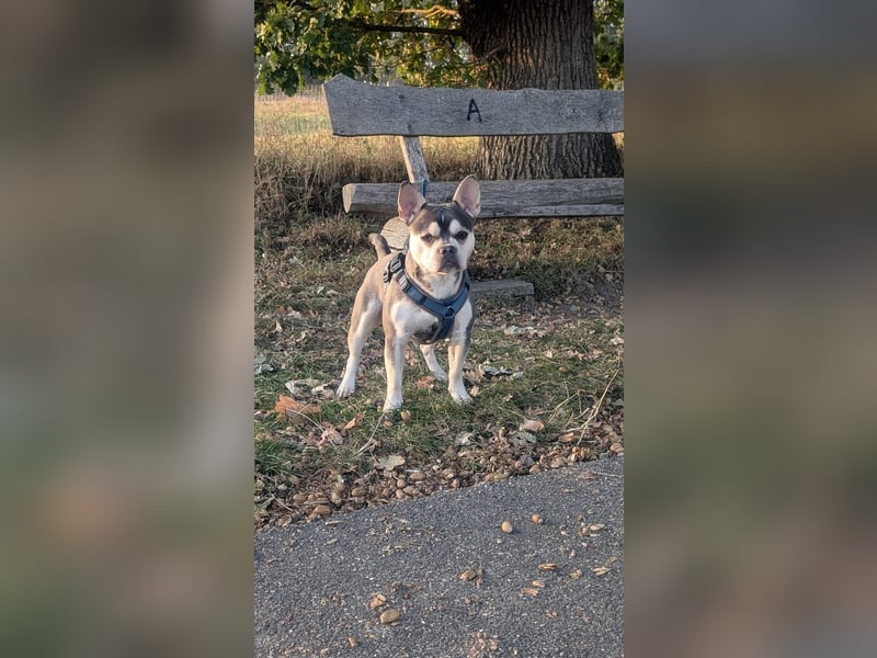 Alaska Frusky 14 Monate alt