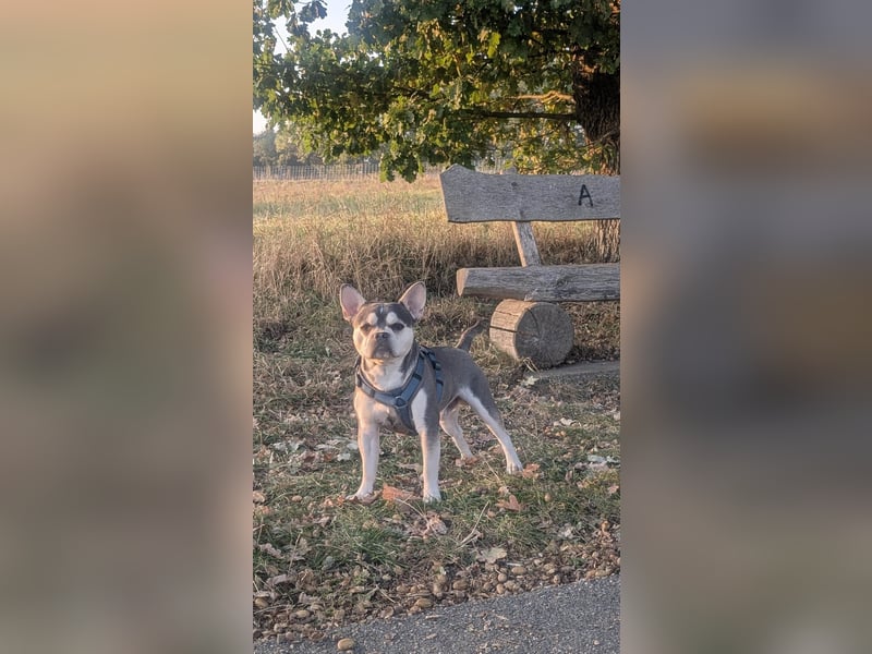 Alaska Frusky 14 Monate alt