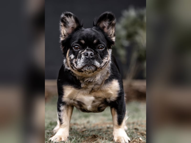 Black-merle-tan Fluffy Hündin Französische bulldogge