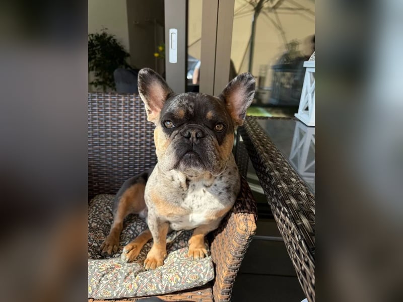 Französische Bulldogge