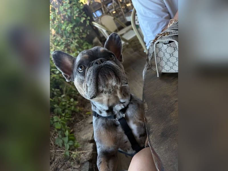 Französische Bulldogge